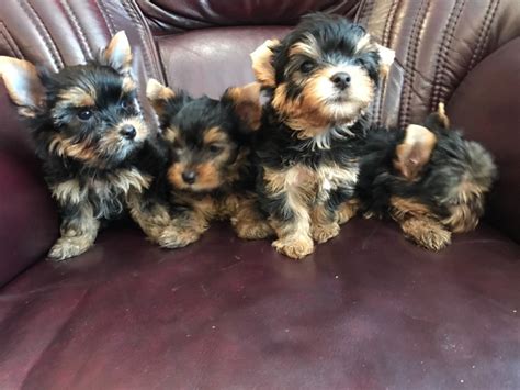mini yorkshire terrier te koop